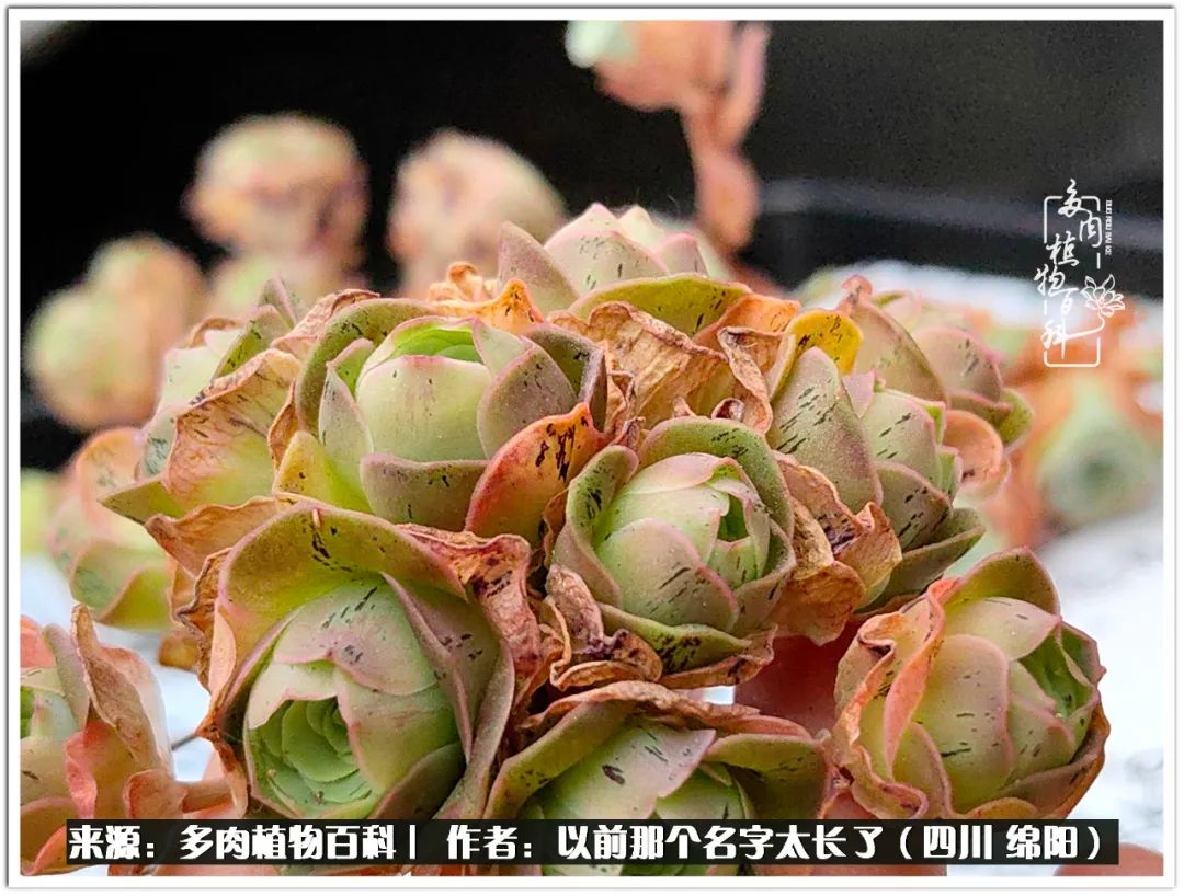 夏天山地玫瑰,小清新山地玫瑰