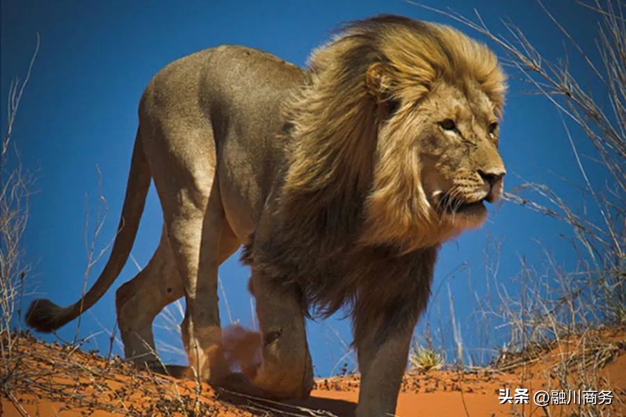 期货散户如何做量化交易,期货如何从小资金做大