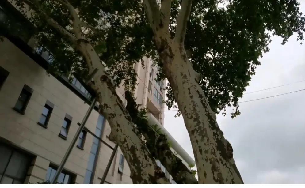 汉中最美行道树,植树节种树真实图片