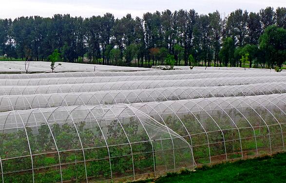 高锰酸钾杀菌的正确方法,高锰酸钾多少倍杀菌效果最好