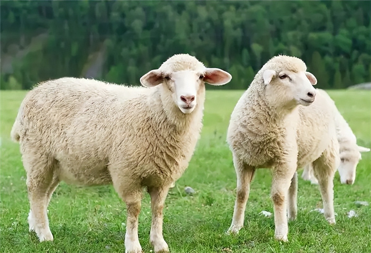 澳洲rebirth绵羊油,kisspassion绵羊油