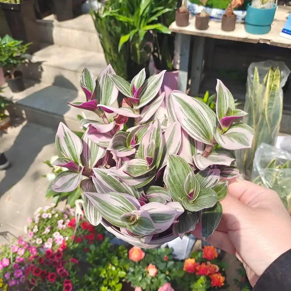 什么花净化空气除甲醛最好,什么花除甲醛效果最好最好养