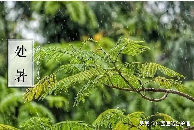 处暑养生方法的相关文章推荐,处暑养生注意事项和禁忌