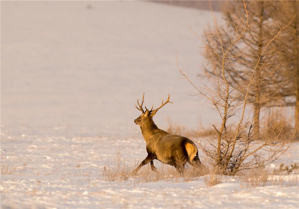 马鹿如何抵抗天敌狼、雪豹、猞猁与狼獾，用角挑还是用腿踢？
