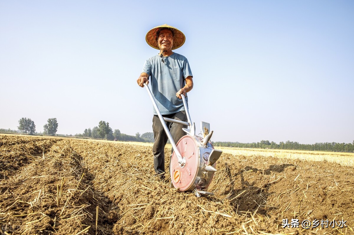 玉米出现紫苗的原因,玉米苗刚出苗发紫色是怎么回事