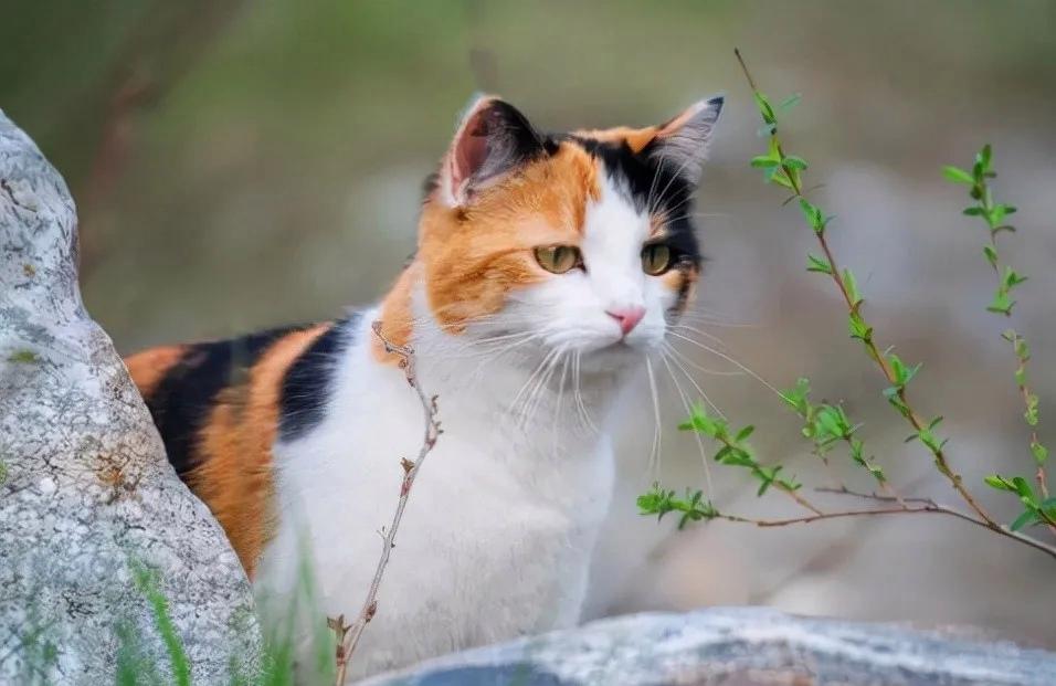 为什么母猫在交配结束后，会攻击公猫？