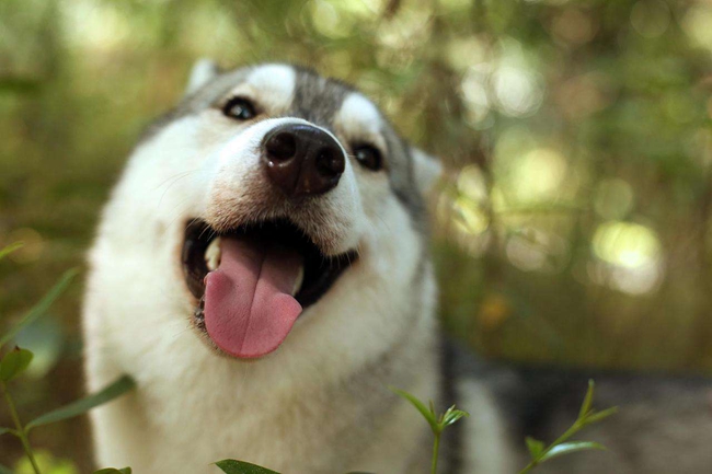 哈士奇牙龈出血怎么办？这种情况严重吗？有没有好的解决方法呢？