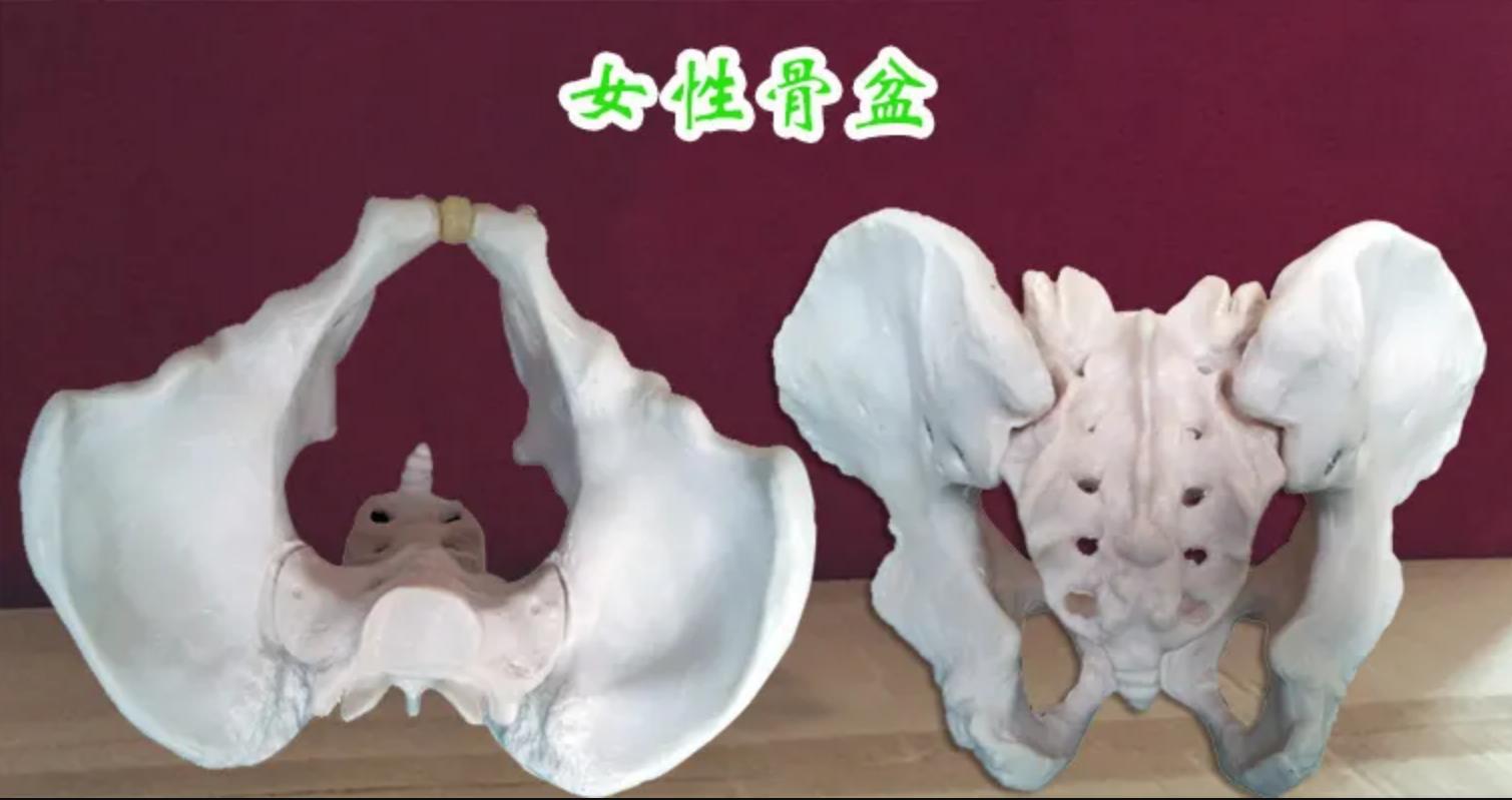 动物的生殖系统和人不一样么,动物的生殖系统跟人一样吗