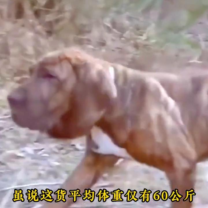 斗犬比特犬一旦开口咬人后果有多严重？必须狠心杀之否则后...