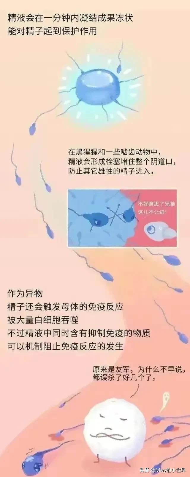 精子进入女性体内，会发生什么？