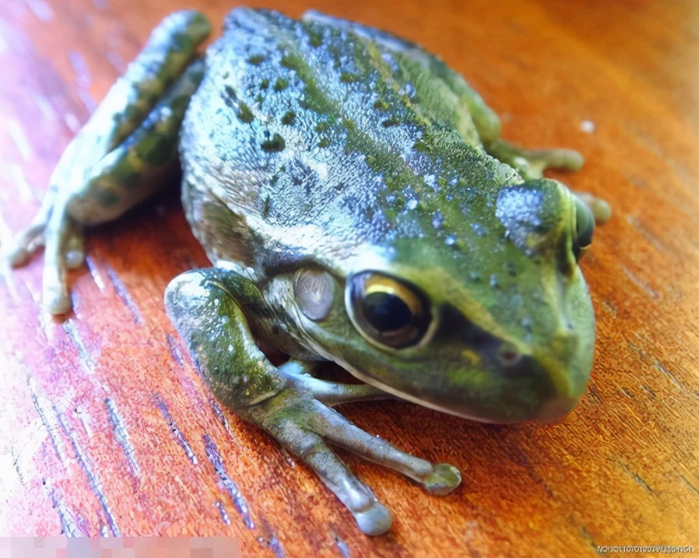 汉字探源：绳和渑中的黾是什么东西？