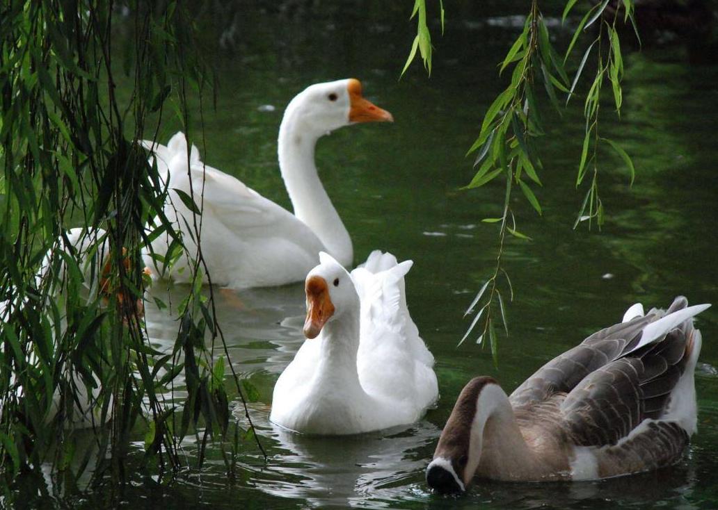 蛋鹅下软皮蛋怎么办,鹅下软皮蛋的原因和解决方法