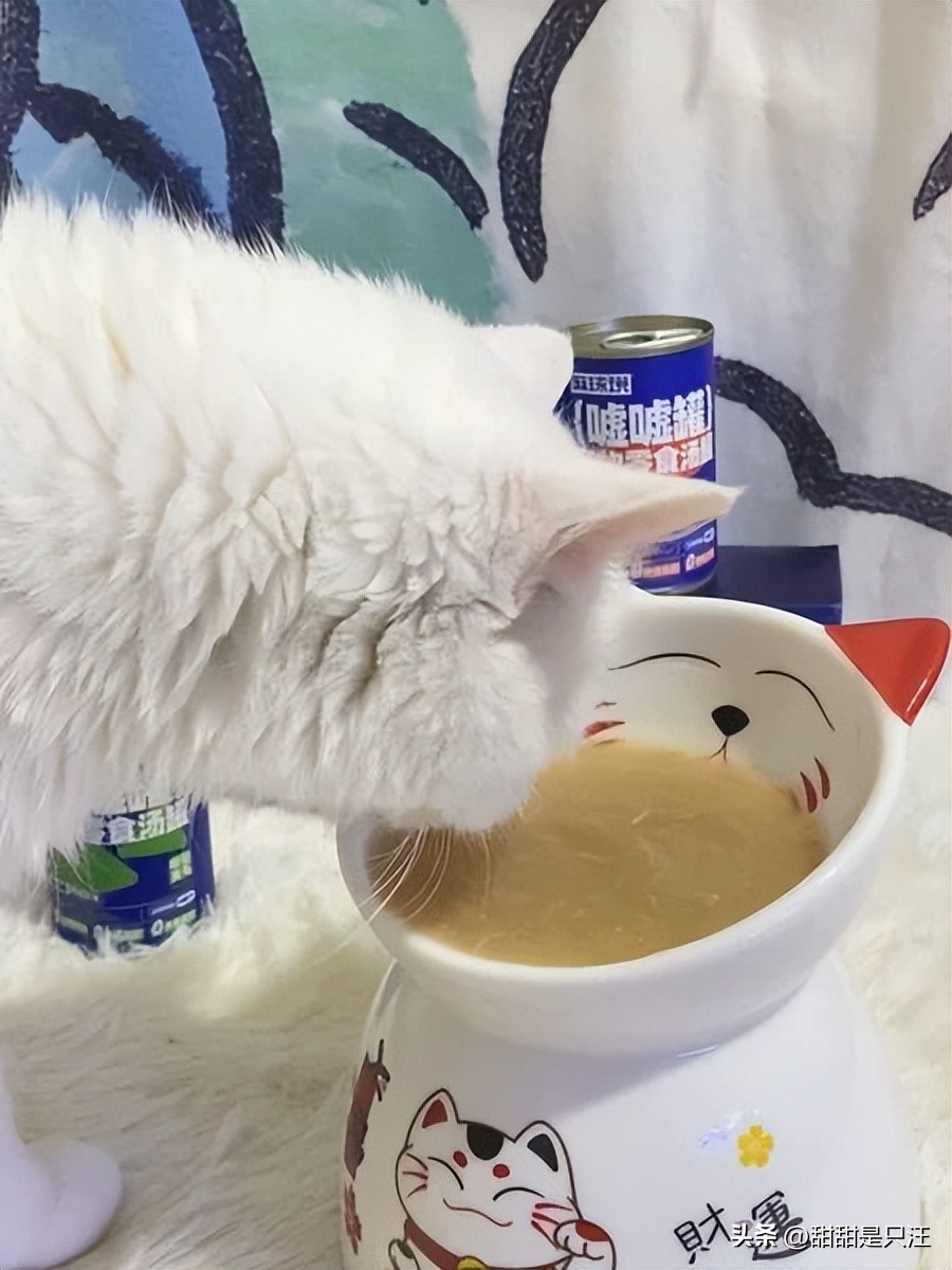猫咪不喝水？教你10招骗水小技巧