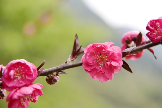 花中四君子有什么,花中四君子是什么