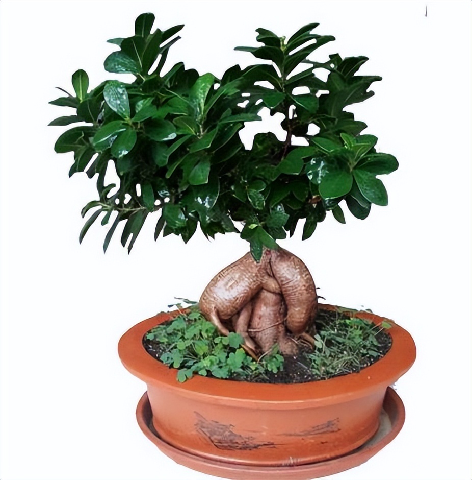 榕树的生长条件,榕树的养殖方法和注意事项详解