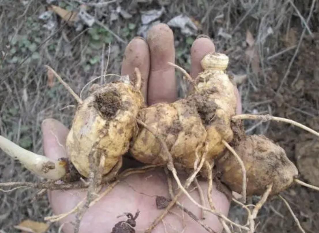 农村老虎姜种植技术,人工种植的老虎姜