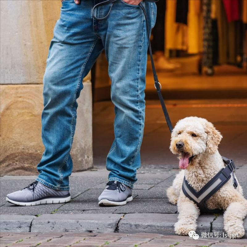 养狗的好处和坏处共9篇,养狗对抑郁症有什么好处和坏处