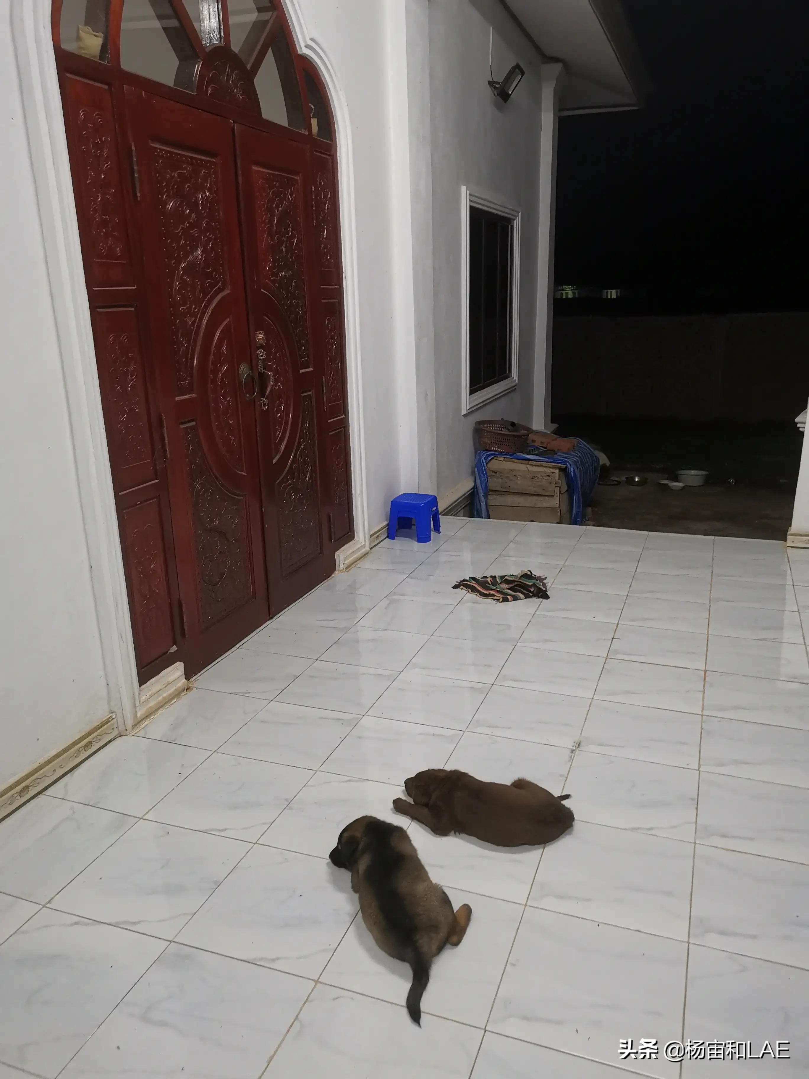 西班牙狗生病怎么办,澳洲宠物生病怎么办