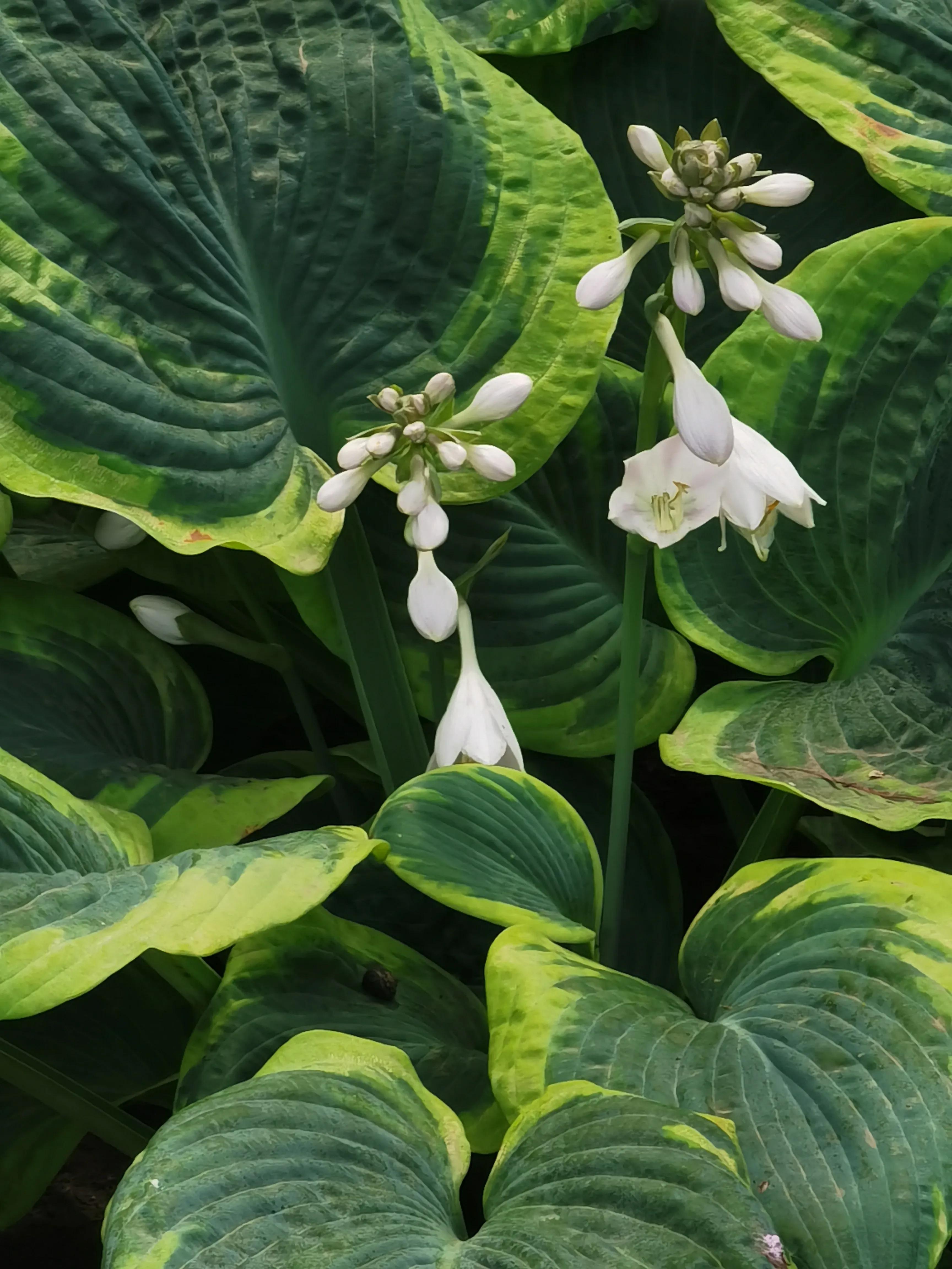 生活日记家的味道,生活札记300字