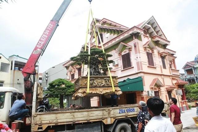 2007年他在越南购买了一棵300年古树，11年后卖出815万