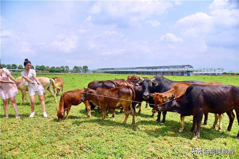 广州女大学生五一假期兼职去做牛倌，称工作轻松适合躺平风景也美