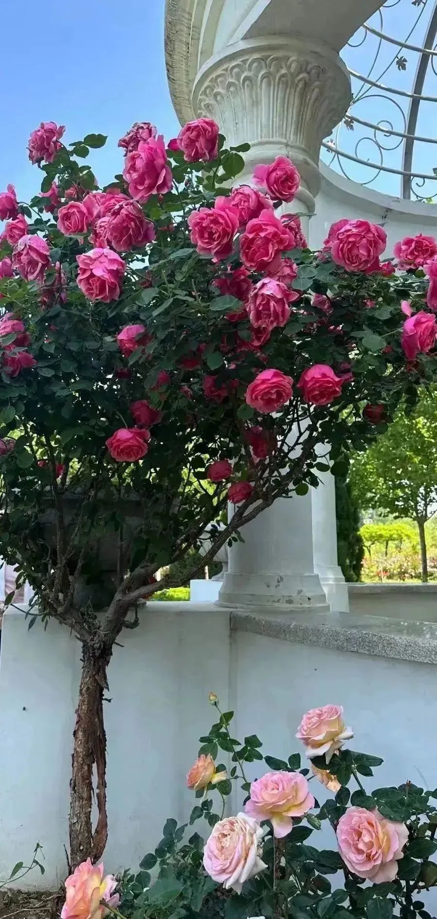 月季花开娇艳无比,月季花开得正烂漫