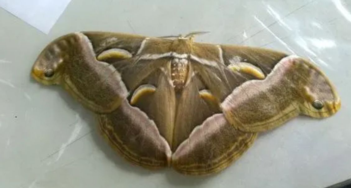 飞蛾在身边飞预示什么,为什么飞蛾会在电灯下飞