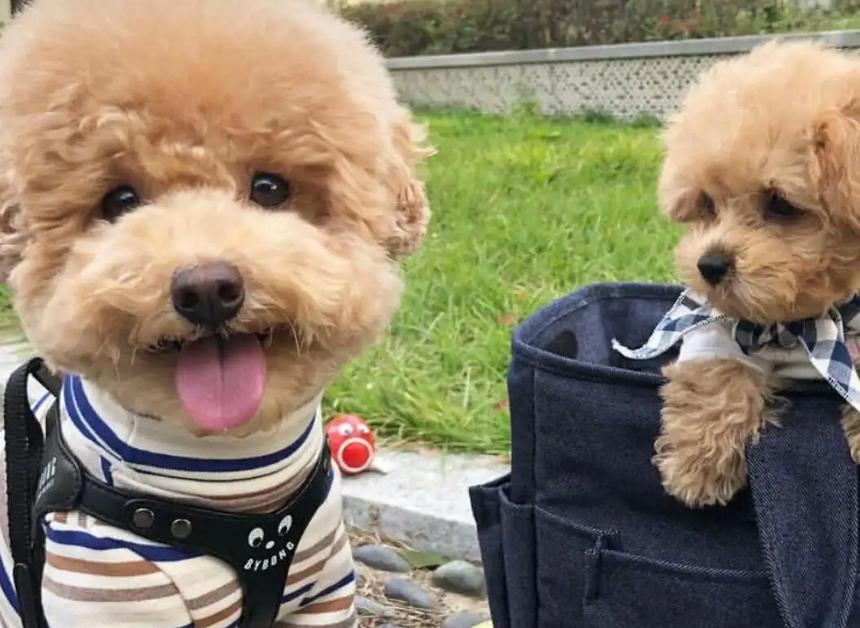 泰迪的七种缺点,黑泰迪的优点与缺点