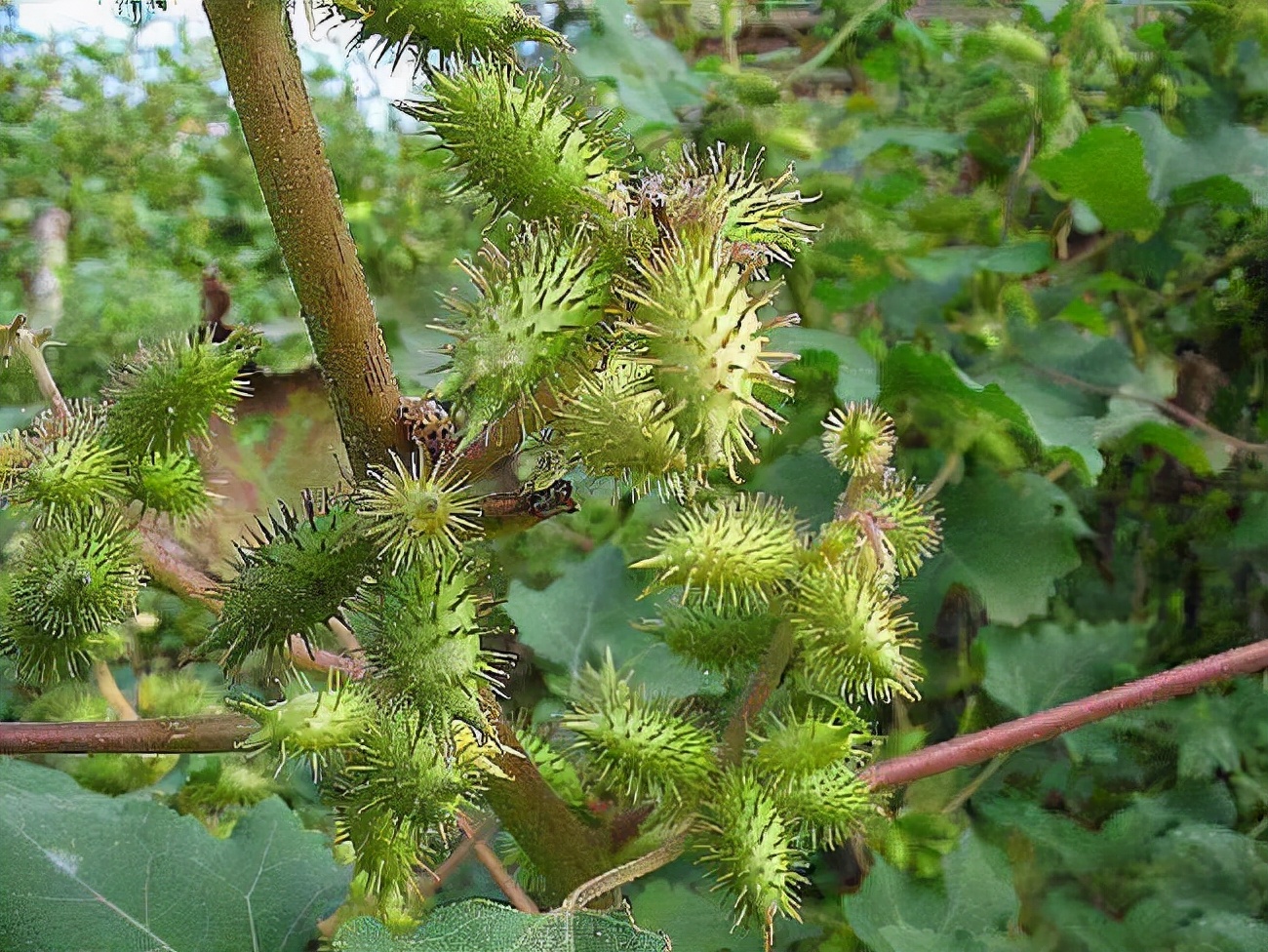 常见有毒花千万别碰,世上有毒的花和植物