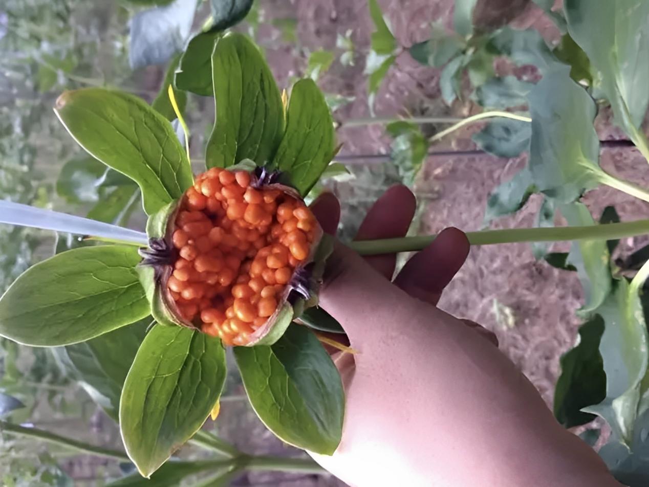 在竹林里被踩踏，俗称“金线重楼”，潮湿位置才有，如今珍贵