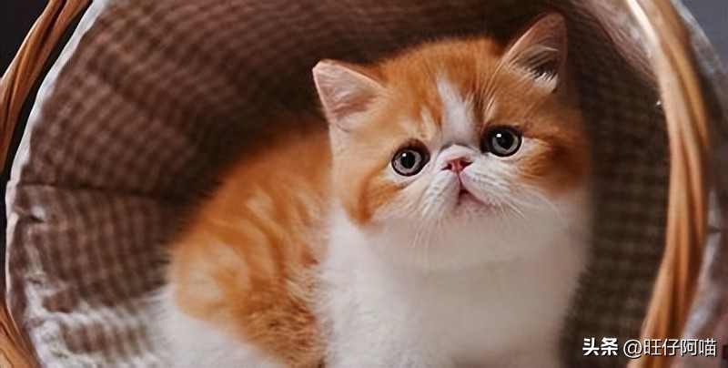 十大可爱猫咪排行榜有没有你家的,既可爱又聪明的十大猫咪排名