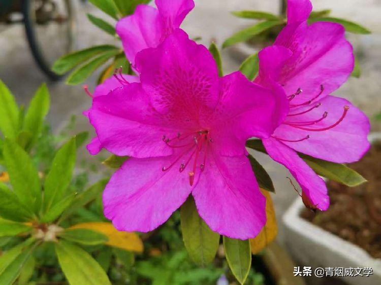 五下课外五首古诗,五下古诗第五首