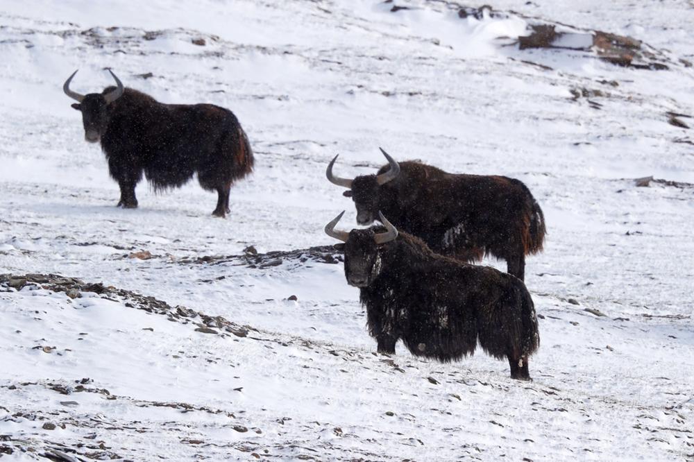 可可西里藏羚羊盗猎事件视频,可可西里狼被带走