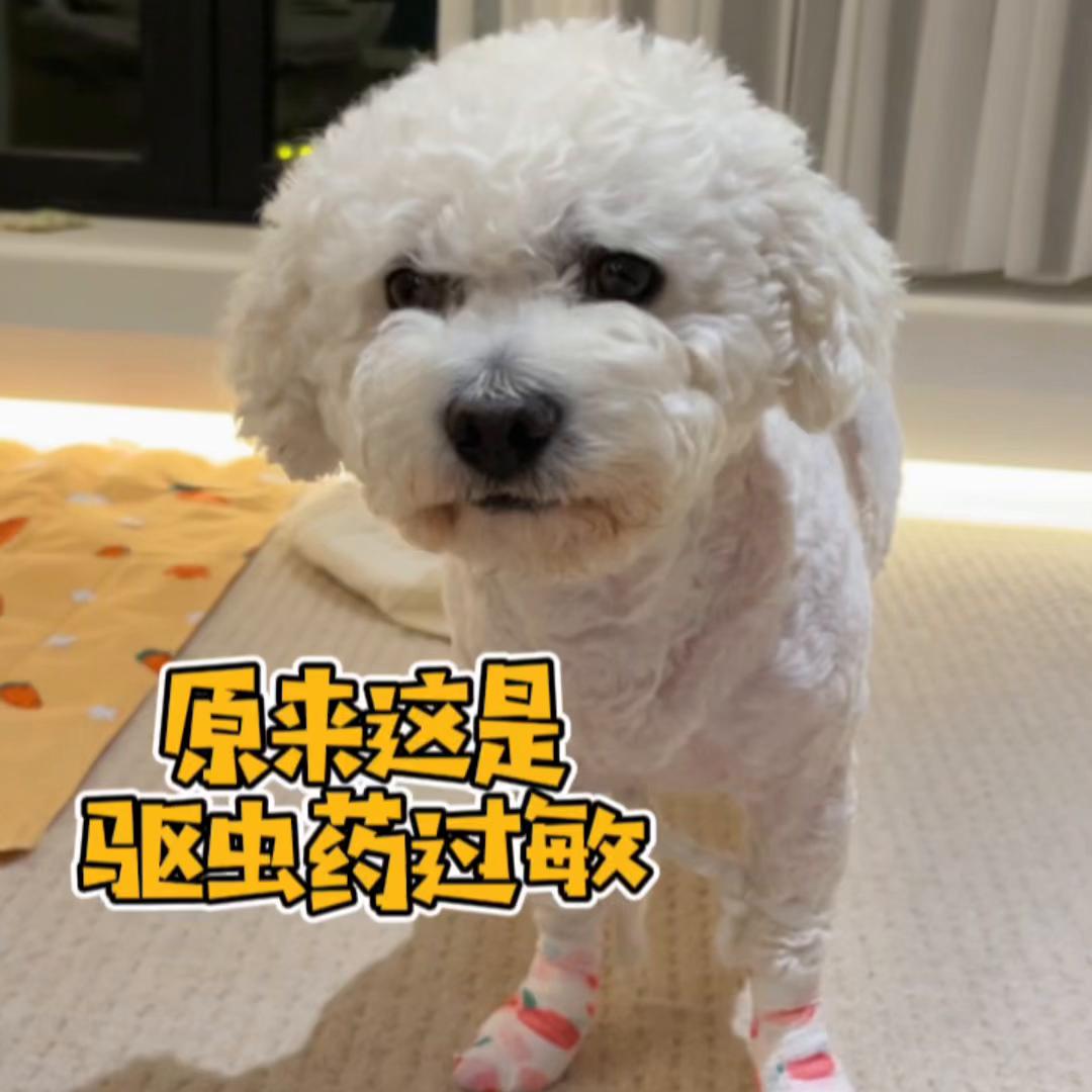 狗狗滴驱虫药过敏身上烂了,狗狗体外驱虫后全身痒