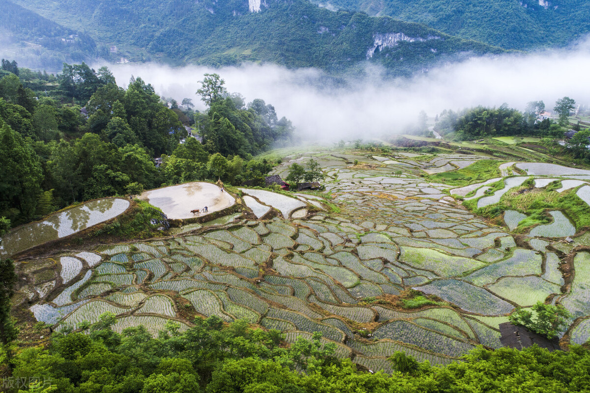 国内的泰国香米是真的吗,泰国香米是真的还是假的