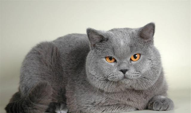 养猫首选这3种猫既便宜又好养,养猫和养狗哪个开销便宜点