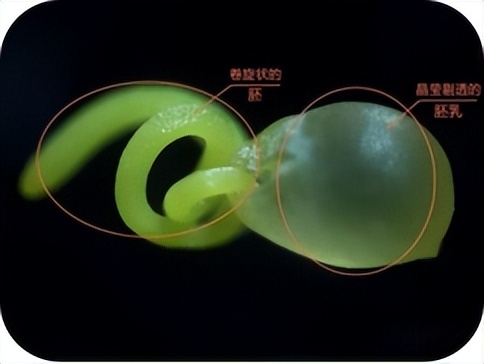 兔年兔药,菟丝子有多神奇