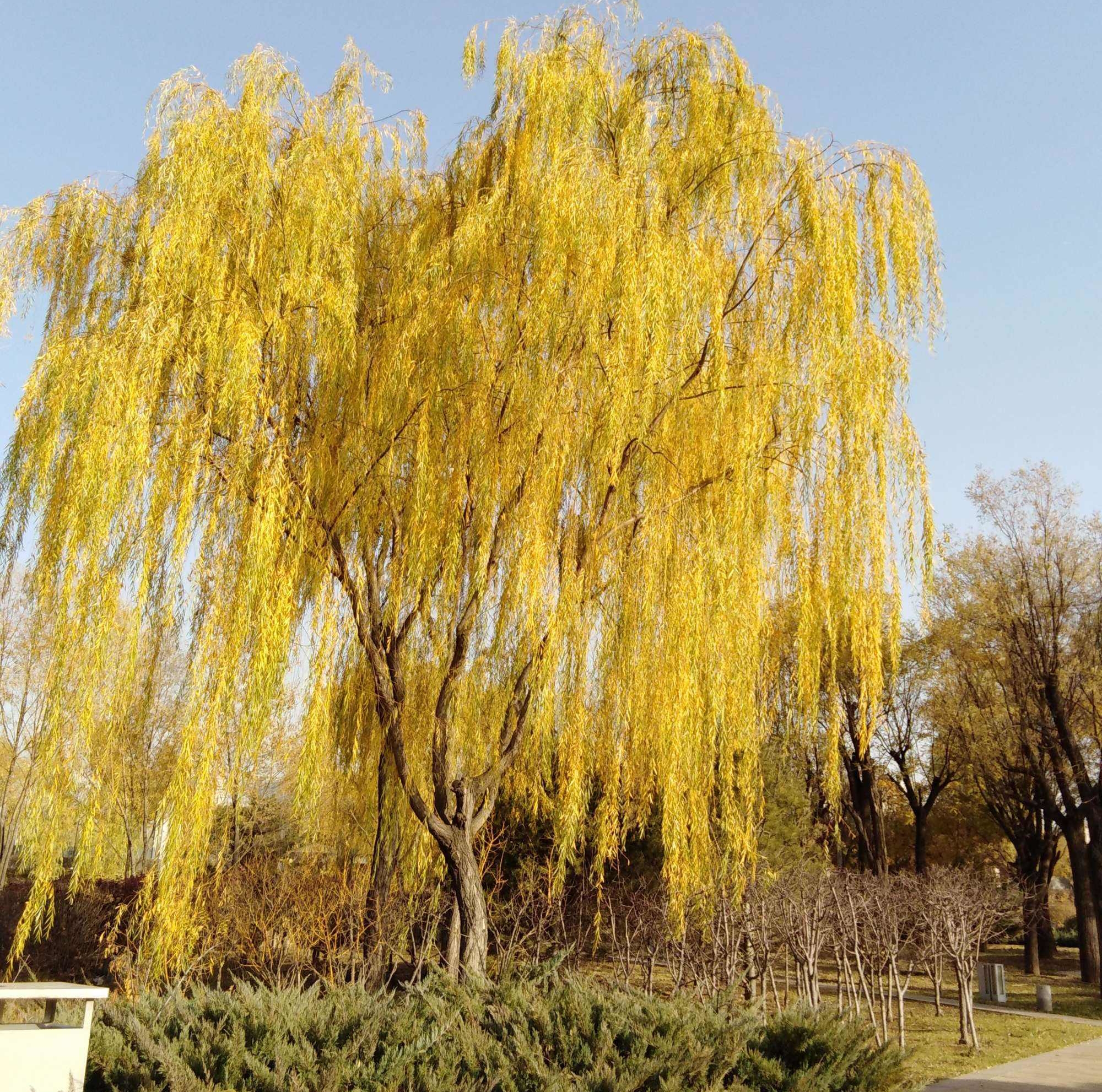 秋天的柳也有几分妖娆“栖鸦流水点秋光，爱此萧疏树几行”