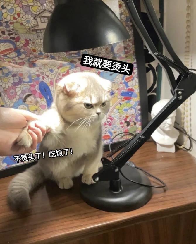 天气一冷猫就打喷嚏流鼻涕不吃饭,天气一冷猫就会失去爪子