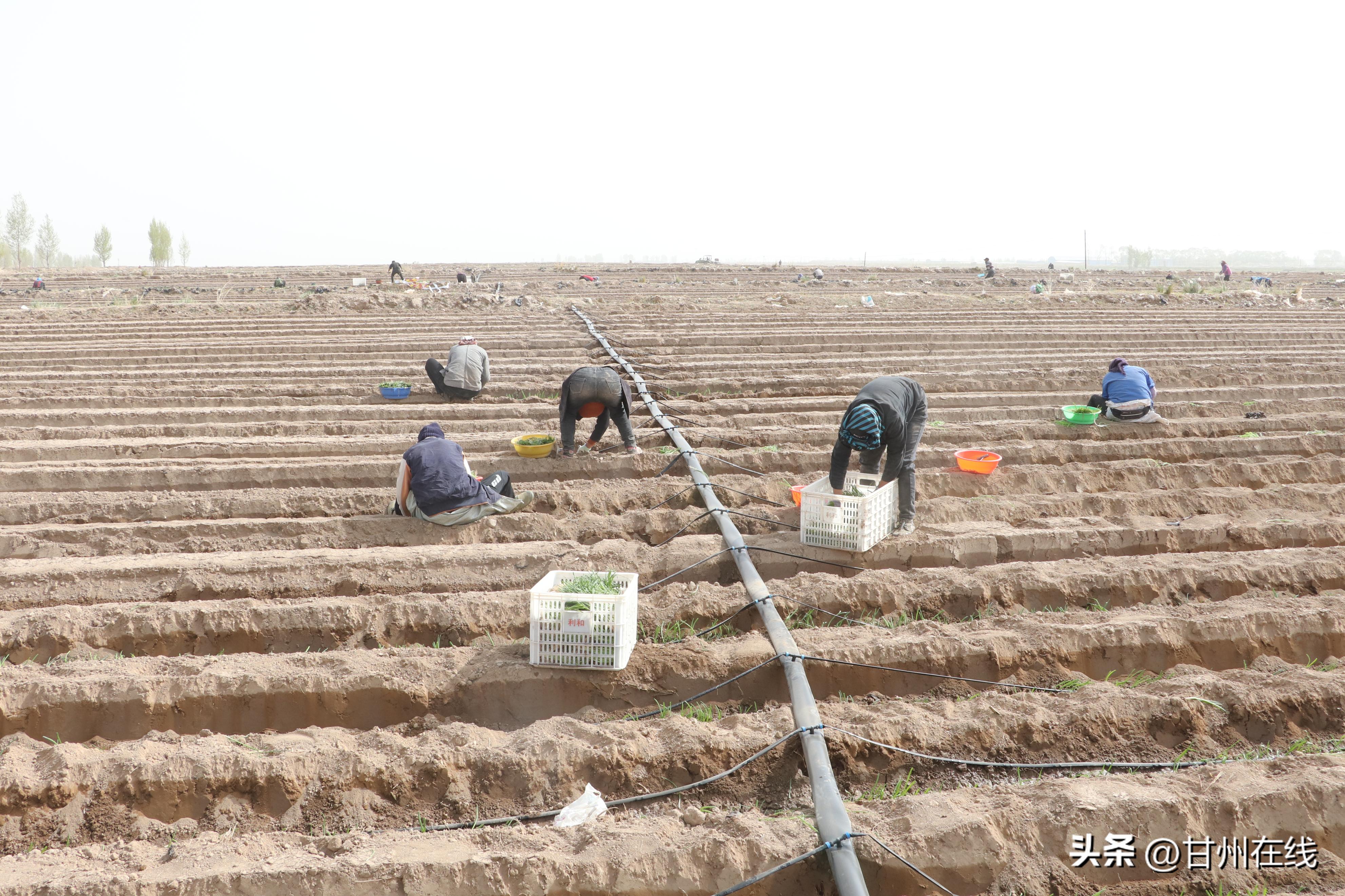 致富路上瓜果飘香花盛开,致富路上充满希望