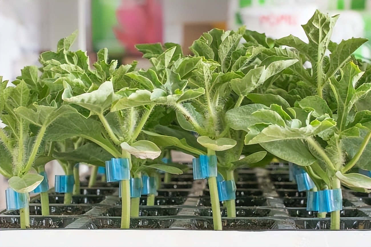 怎样进行各种嫁接？提高成功率的关键因素有哪些？