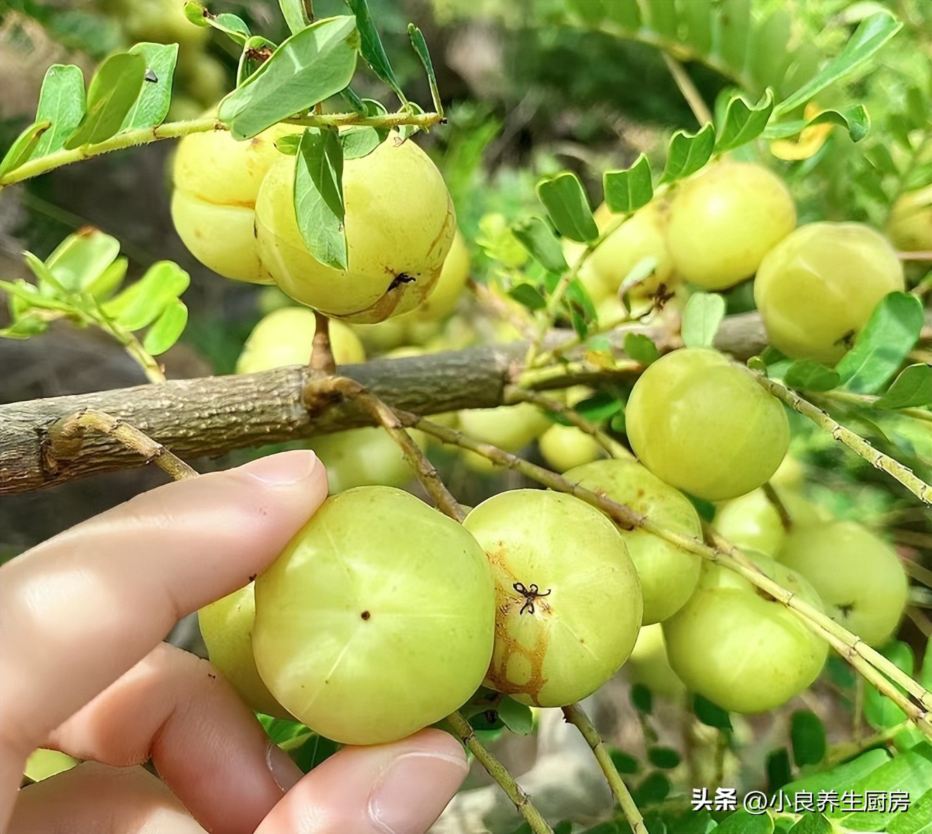 春季儿童咳嗽吃什么水果止咳,干咳止咳润肺水果