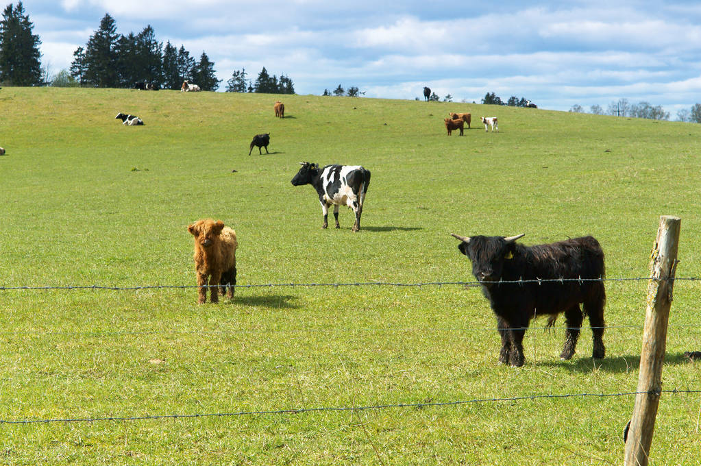 短文介绍了牛的哪些特点,说明文写一写牛的外形特点