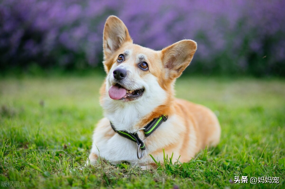 狗狗精神不好浑身无力有很多眼屎,狗狗老是流眼泪和眼屎得了什么病