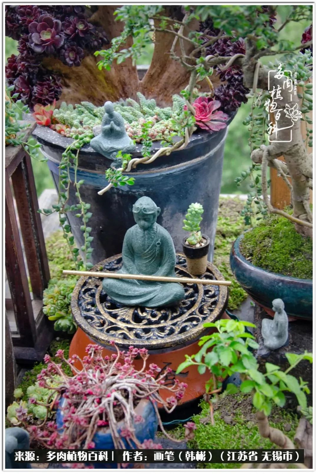 盆景多肉常遇到的问题,多肉盆景无穷小