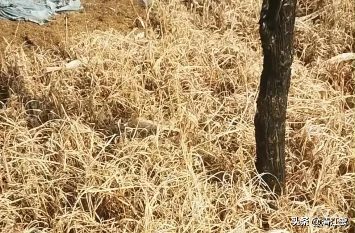 滴酸草甘膦和草甘膦哪个效果好,滴酸草甘膦它的作用是什么