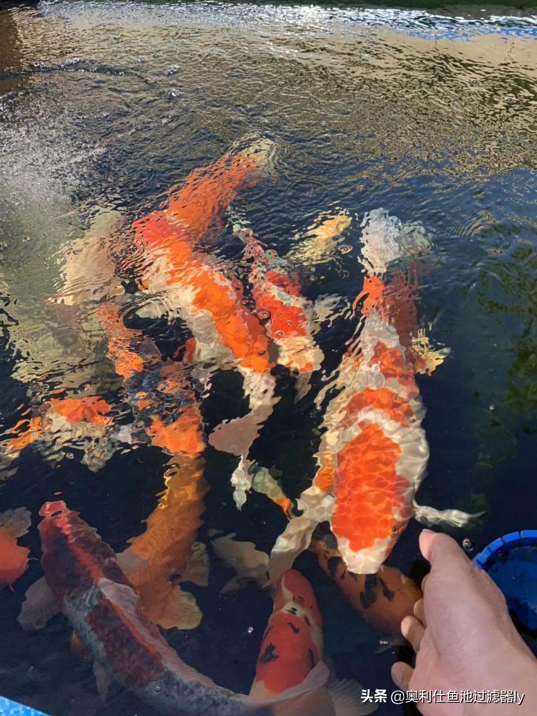 锦鲤的饲养方法和技术视频大全集,春季锦鲤鱼的养护理念和要点