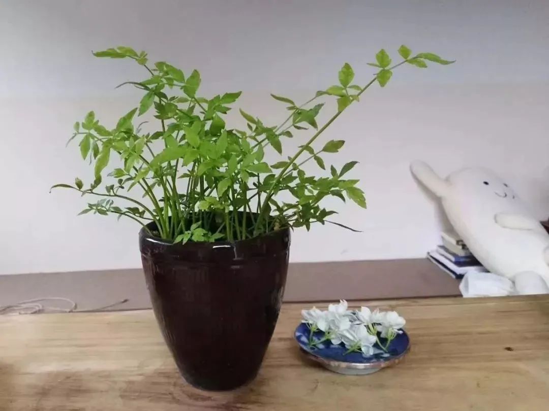 萌萌细语｜准备为我治咽炎，哥们用大瓦罐栽种水芹菜