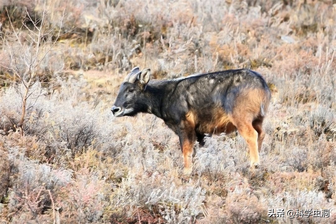 湖北出现多只神兽天马,湖北的天马好吗