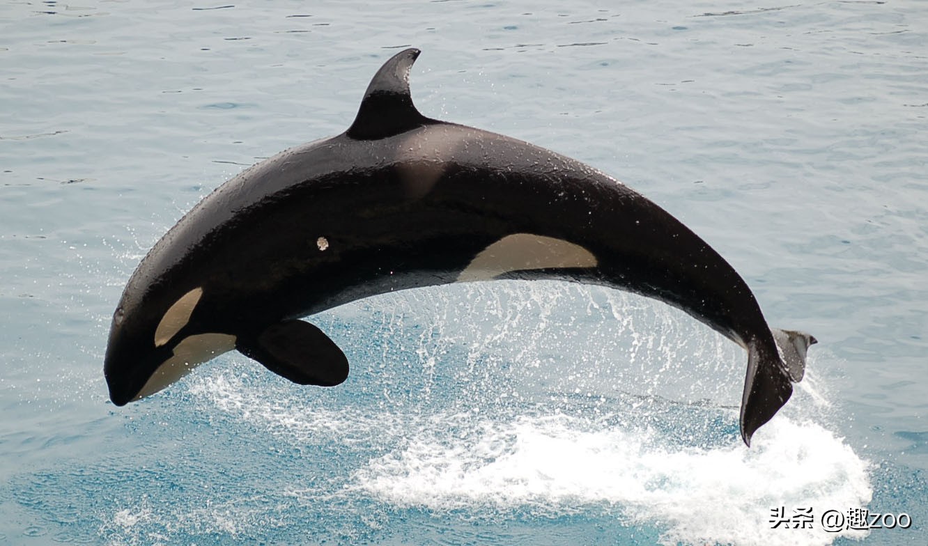 史前动物攻击力排行榜,动物攻击力排行